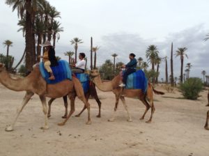 Camel Rides Lake Arbor Travel